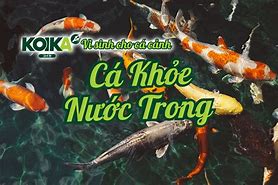 Chế Lọc Sủi Vi Sinh